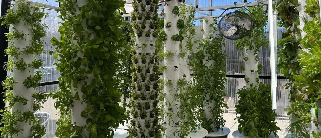 Towers of vegetables growing aeroponically