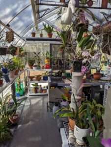 inside of a greenhouse with orchids