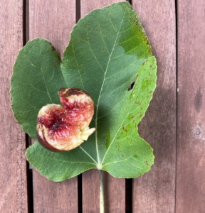 fig on a leaf