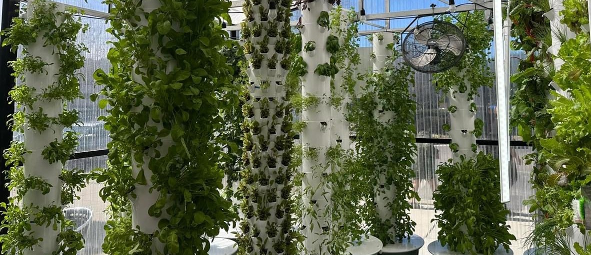 Towers of vegetables growing aeroponically