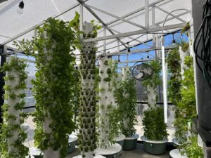 greenhouses with hydroponic grow towers